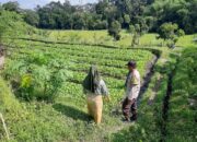 Polsek Kediri Dorong Ketahanan Pangan Warga Montong Are