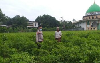 Polsek Kuripan Perkuat Ketahanan Pangan Warga lewat Pendampingan Aktif
