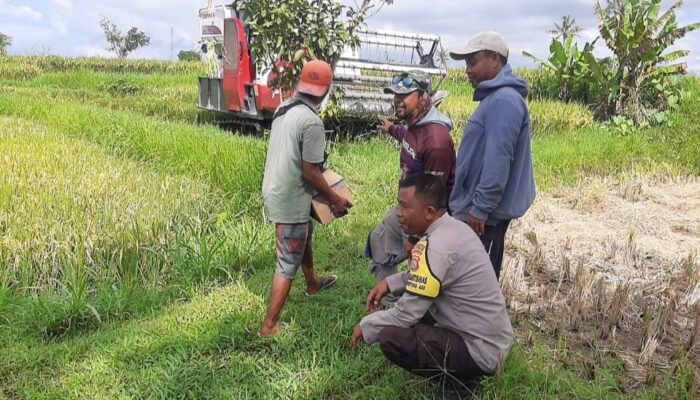 Bhabinkamtibmas Montong Are Dampingi Petani Wujudkan Swasembada Pangan