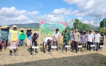 Sinergi Polri, TNI, dan Warga Dukung Swasembada Pangan di Jagaraga, Kuripan