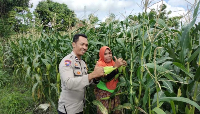 Bhabinkamtibmas Dorong Ketahanan Pangan di Labuapi melalui Pemanfaatan Lahan Warga