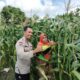 Bhabinkamtibmas Dorong Ketahanan Pangan di Labuapi melalui Pemanfaatan Lahan Warga
