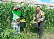 Polsek Labuapi Edukasi Warga Desa Jerneng untuk Tanam Sayur