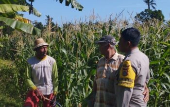 Jagung Jadi Andalan Banyumulek untuk Stabilkan Pangan Lokal