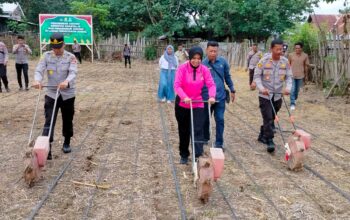 Kapolri,Pimpin Penanaman Jagung Kuartal III Serentak Secara Virtual Kapolres Bima Laksanakan Penanaman Jagung di Lahan 1 Hektare Milik Mapolsek Monta