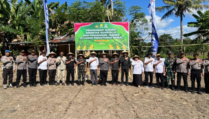 Penanaman Jagung Serentak Kuartal III dan Lahan Perhutanan Sosial Dukung Ketahanan Pangan di Sumbawa