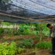 Bhabinkamtibmas Desa Bangkat Monteh Dampingi Warga Tanam Pekarangan Bergizi Dukung Program Swasembada Pangan