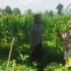 Bhabinkamtibmas Desa Kediri Dorong Ketahanan Pangan Bersama Petani Karang Kuripan