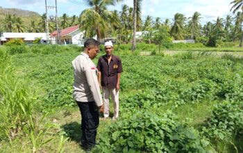Polsek Sekotong Dampingi Petani di Desa Pesisir Mas, Dukung Ketahanan Pangan