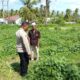 Polsek Sekotong Dampingi Petani di Desa Pesisir Mas, Dukung Ketahanan Pangan