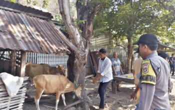 Bhabinkamtibmas Polres Bima Kota Dampingi Petugas Dinas Pertanian Laksanakan Vaksinasi Ternak di Kelurahan Jatibaru Timur