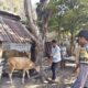 Bhabinkamtibmas Polres Bima Kota Dampingi Petugas Dinas Pertanian Laksanakan Vaksinasi Ternak di Kelurahan Jatibaru Timur