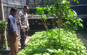 Bhabinkamtibmas Desa Tongo Dampingi Kegiatan Pengelolaan Pekarangan Pangan Bergizi