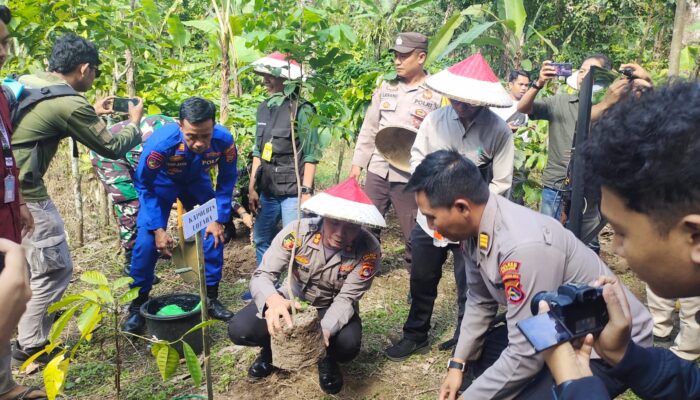 *Penanaman Jagung Kuartal III dan Pohon Keras di Lahan Perhutani Sosial, Dukung Swasembada Pangan 2025*