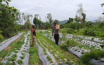 Bhabinkamtibmas Batulayar Dampingi Warga Panen Cabai, Dorong Pangan Mandiri dari Pekarangan