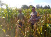 Bhabinkamtibmas Dorong Pemanfaatan Lahan untuk Ketahanan Pangan di Dusun Tambang Eleh