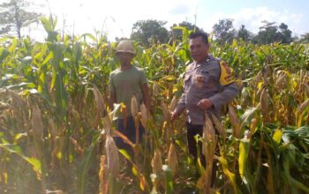 Bhabinkamtibmas Dorong Pemanfaatan Lahan untuk Ketahanan Pangan di Dusun Tambang Eleh