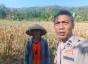 Bhabinkamtibmas Eyat Mayang Dukung Petani Jagung di Lembar untuk Ketahanan Pangan