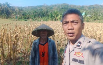 Bhabinkamtibmas Eyat Mayang Dukung Petani Jagung di Lembar untuk Ketahanan Pangan