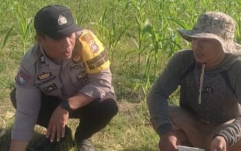 Bhabinkamtibmas Karang Bongkot Dukung Petani Jagung Manis Eksotik Lombok Barat