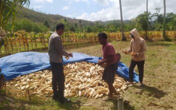 Bhabinkamtibmas Dampingi Panen Jagung di Desa Batu Putih Sekotong