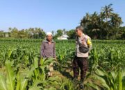 Dukung Ketahanan Pangan, Bhabinkamtibmas Sandik Edukasi Warga Perempung