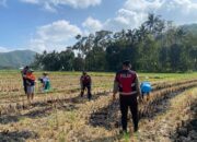 Polres Lombok Barat Dampingi Petani Jagung Desa Kebon Ayu untuk Ketahanan Pangan