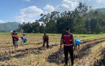 Polres Lombok Barat Dampingi Petani Jagung Desa Kebon Ayu untuk Ketahanan Pangan