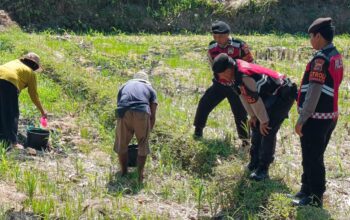 Polisi Bantu Petani Jagung di Desa Kuripan, Dukung Ketahanan Pangan Lombok Barat