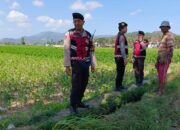 Polres Lombok Barat Pantau Lahan Jagung di Desa Tempos untuk Dukung Swasembada Pangan