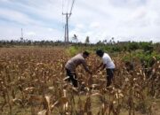 Polri Dampingi Petani Kedaro Sinergi Ketahanan Pangan di Lombok Barat