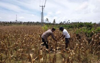 Polri Dampingi Petani Kedaro Sinergi Ketahanan Pangan di Lombok Barat