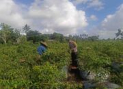 Polri Dampingi Petani Panen Cabai di Kuripan Utara, Dukung Ketahanan Pangan Lokal