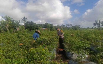 Polri Dampingi Petani Panen Cabai di Kuripan Utara, Dukung Ketahanan Pangan Lokal