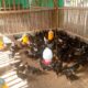 Bhabinkamtibmas Desa Jagaraga Dorong Swadaya Ketahanan Pangan Warga