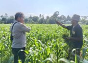 Polsek Batulayar Ajak Masyarakat Perempung Maksimalkan Lahan untuk Ketahanan Pangan