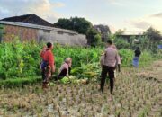 Polsek Kuripan Dukung Petani Jagung di Kumbung Barat Wujudkan Ketahanan Pangan