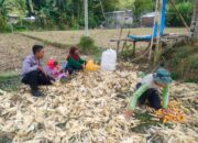 Polsek Lembar Dukung Ketahanan Pangan, Bhabinkamtibmas Beri Semangat Petani Jagung di Eyat Mayang