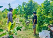 Polsek Lembar Dukung Ketahanan Pangan, Bhabinkamtibmas Beri Semangat Petani Jagung di Eyat Mayang