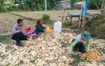 Polsek Lembar Dukung Ketahanan Pangan, Bhabinkamtibmas Beri Semangat Petani Jagung di Eyat Mayang