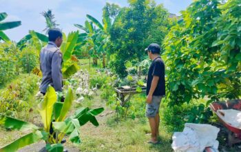 Polsek Lembar Dukung Ketahanan Pangan, Bhabinkamtibmas Beri Semangat Petani Jagung di Eyat Mayang