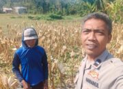 Sinergi Polri dan Petani Jagung Eyat Mayang Perkuat Ketahanan Pangan Nasional
