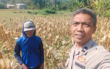 Sinergi Polri dan Petani Jagung Eyat Mayang Perkuat Ketahanan Pangan Nasional