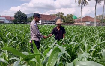 Sinergi Polri dan Petani, Panen Jagung di Sekotong Berjalan Aman