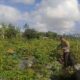 Bhabinkamtibmas Kuripan Utara Dorong Ketahanan Pangan dari Pekarangan Warga