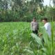 Bhabinkamtibmas Desa Cendi Manik Dampingi Petani Jagung Dukung Ketahanan Pangan Sekotong