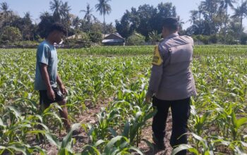 Bhabinkamtibmas desa ta’a dukung ketahanan pangan melalui pemantauan lahan jagung warga