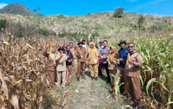 Bhabinkamtibmas dan Pemerintah Desa Panen Jagung Bersama Masyarakat Bersinergi Dukung Ketahanan Pangan