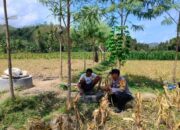 Dukung Ketahanan Pangan, Bhabinkamtibmas Lembar Beri Semangat Petani Jagung di Eyat Mayang