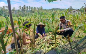 Polisi Sambangi Petani Jagung di Eyat Mayang Lembar, Dorong Ketahanan Pangan Lokal